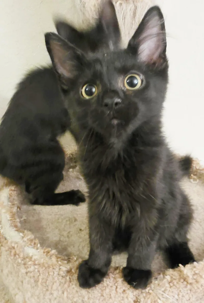 A baby small-sized male Black Domestic Medium Hair cat named Apollo Ashcroft for adoption in Chandler, AZ