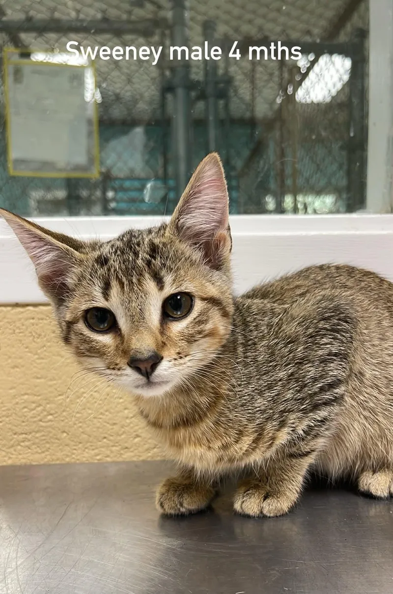 A baby medium-sized male Tabby (Brown / Chocolate) Domestic Short Hair cat named Sweeney for adoption in Fort Payne, AL