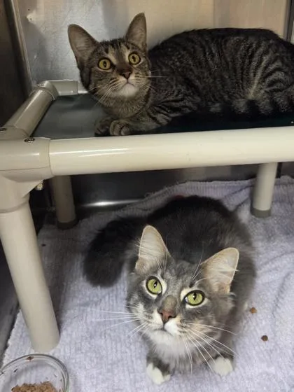 A young medium-sized female Domestic Short Hair cat named Purrl Hart for adoption in Westland, MI