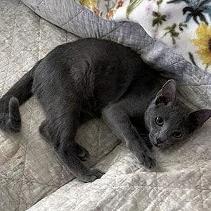 Cashmere thumbnail 2