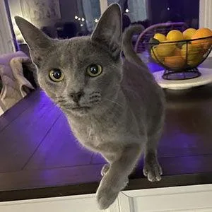 Cashmere thumbnail 3