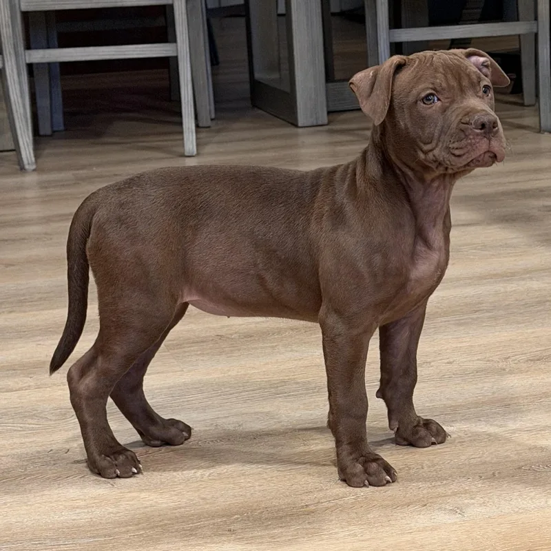A baby medium-sized female Brown / Chocolate Pit Bull Terrier dog named Briar for adoption in Peotone, IL