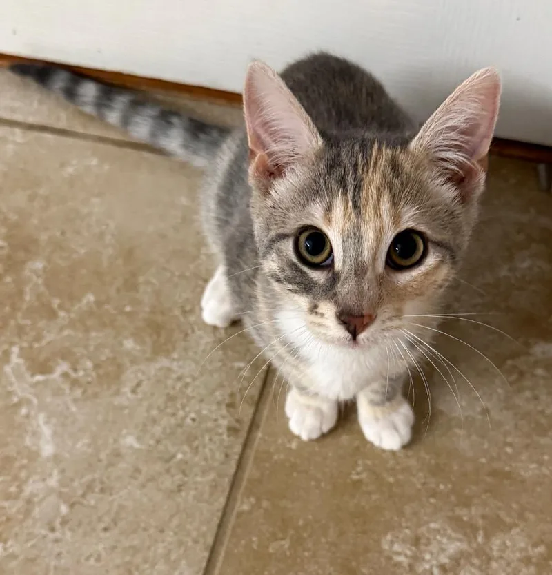 A baby small-sized female Tabby cat named Monroe for adoption in San Antonio, TX
