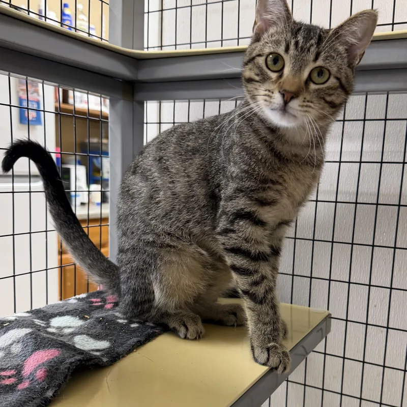 A young medium-sized male Tabby (Gray / Blue / Silver) Domestic Short Hair cat named Clarence for adoption in Senatobia, MS