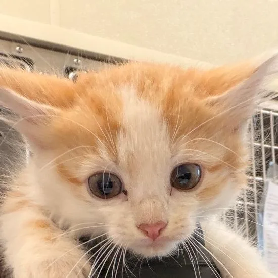A baby small-sized male Orange / Red Domestic Medium Hair cat named Croton for adoption in Chatham, VA