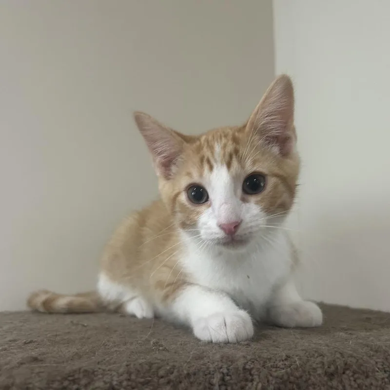 A baby small-sized male Domestic Short Hair cat named Blondies for adoption in Woodstock, GA