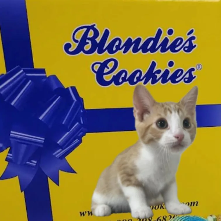 Blondies thumbnail 4