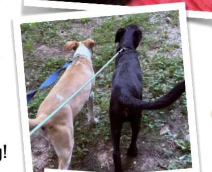 A baby medium-sized male Black Labrador Retriever dog named Keno for adoption in Indian Mound, TN