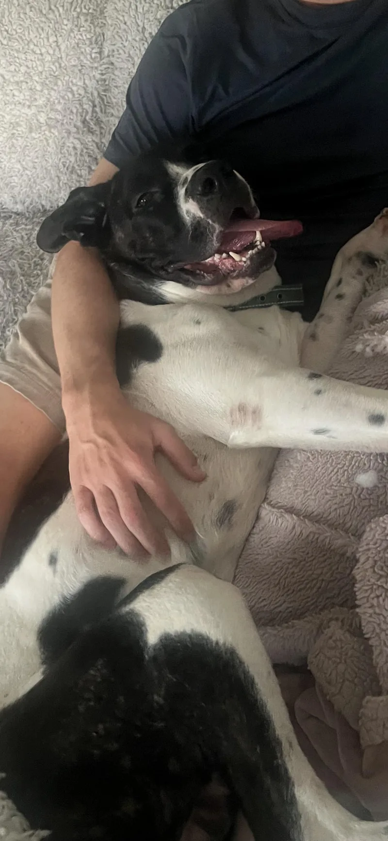 A young large-sized male Pit Bull Terrier dog named Romeo for adoption in Claremont, CA