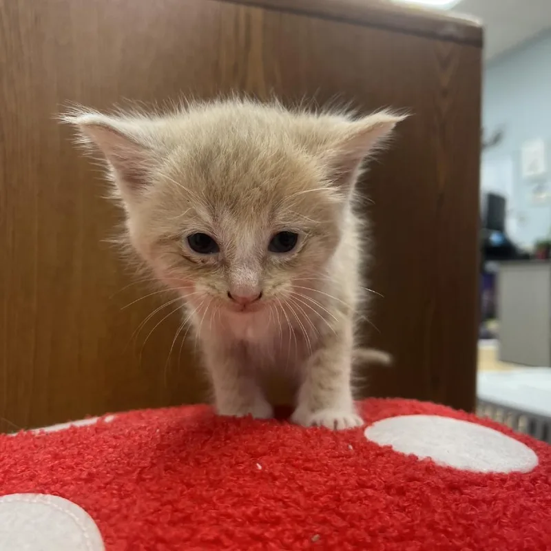 A baby small-sized male Buff / Tan / Fawn Domestic Short Hair cat named Fig for adoption in Greensboro, GA