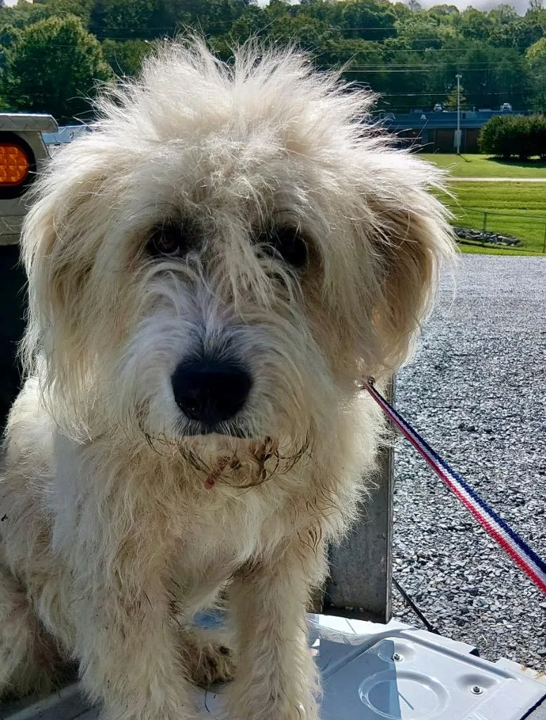An adult large-sized female Poodle dog named Bessie AC for adoption in Greeneville, TN