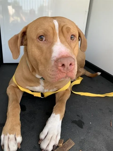 A young large-sized male Pit Bull Terrier dog named Big Carrot for adoption in San Jose, CA
