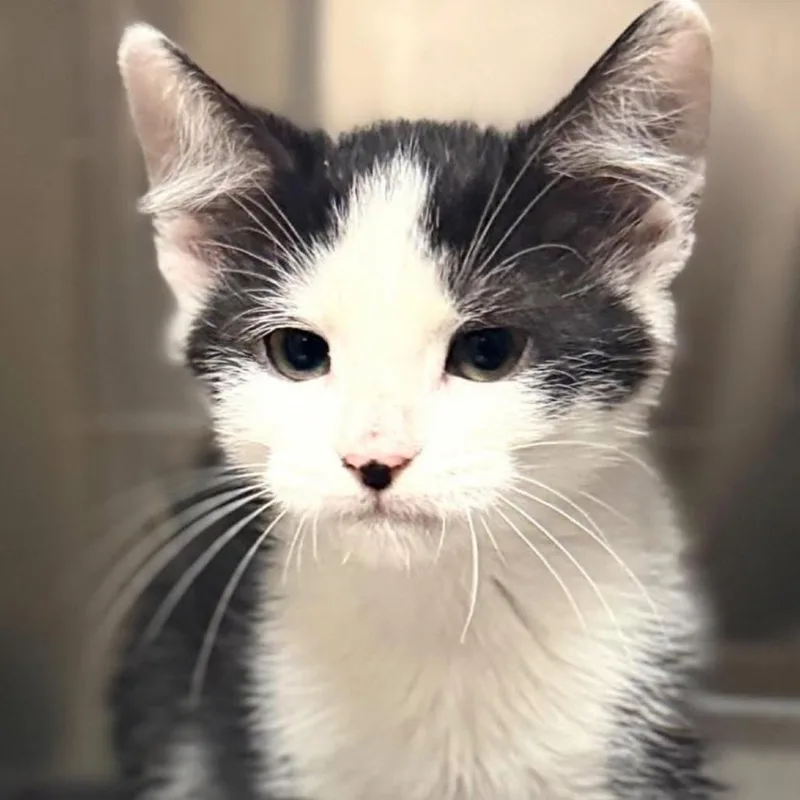 A baby small-sized male White Domestic Long Hair cat named Jax for adoption in Caryville, TN