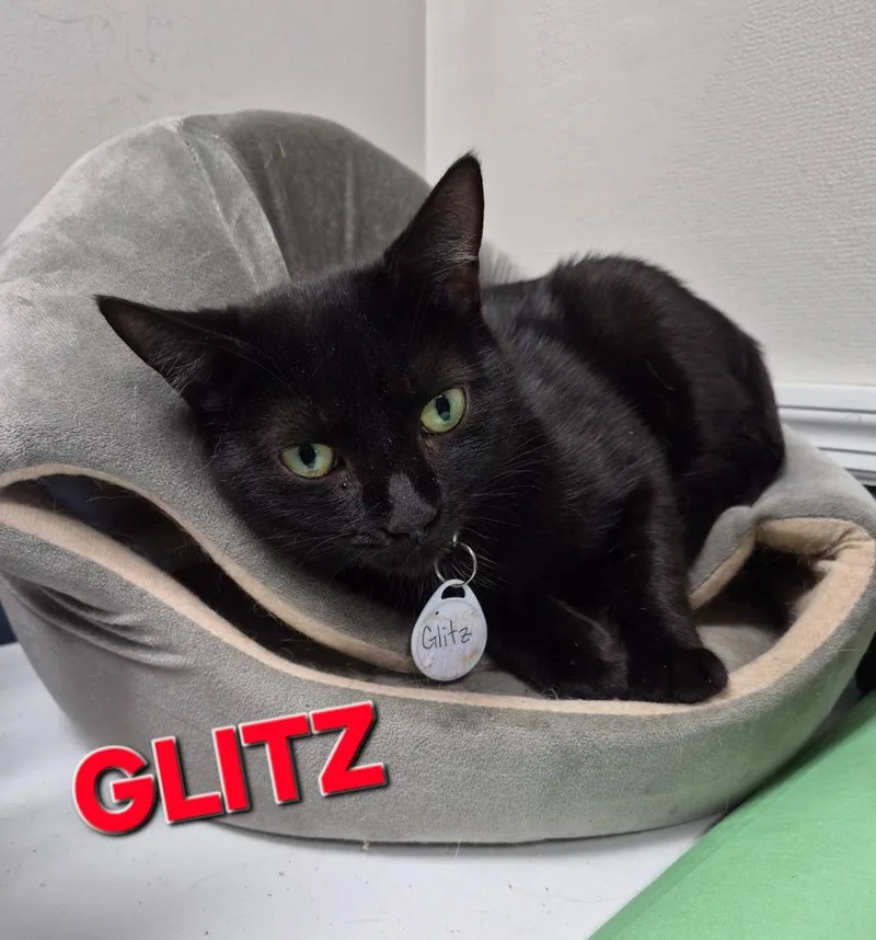 A baby medium-sized female Domestic Short Hair cat named Glitz for adoption in Rome, GA