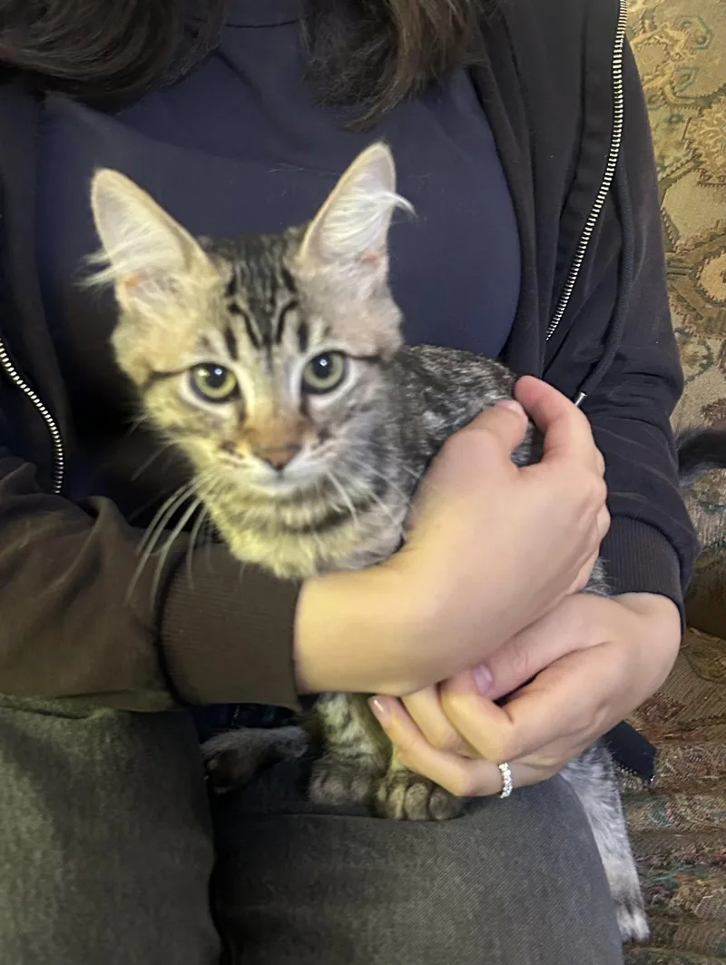 A baby medium-sized female Domestic Medium Hair cat named Felicia Napa for adoption in Napa, CA