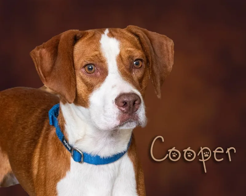 Cooper