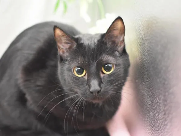A young small-sized female Domestic Short Hair cat named Houdini for adoption in Portland, OR