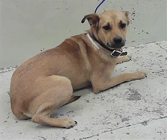A young medium-sized female German Shepherd Dog dog named Snus Mus for adoption in Houston, TX