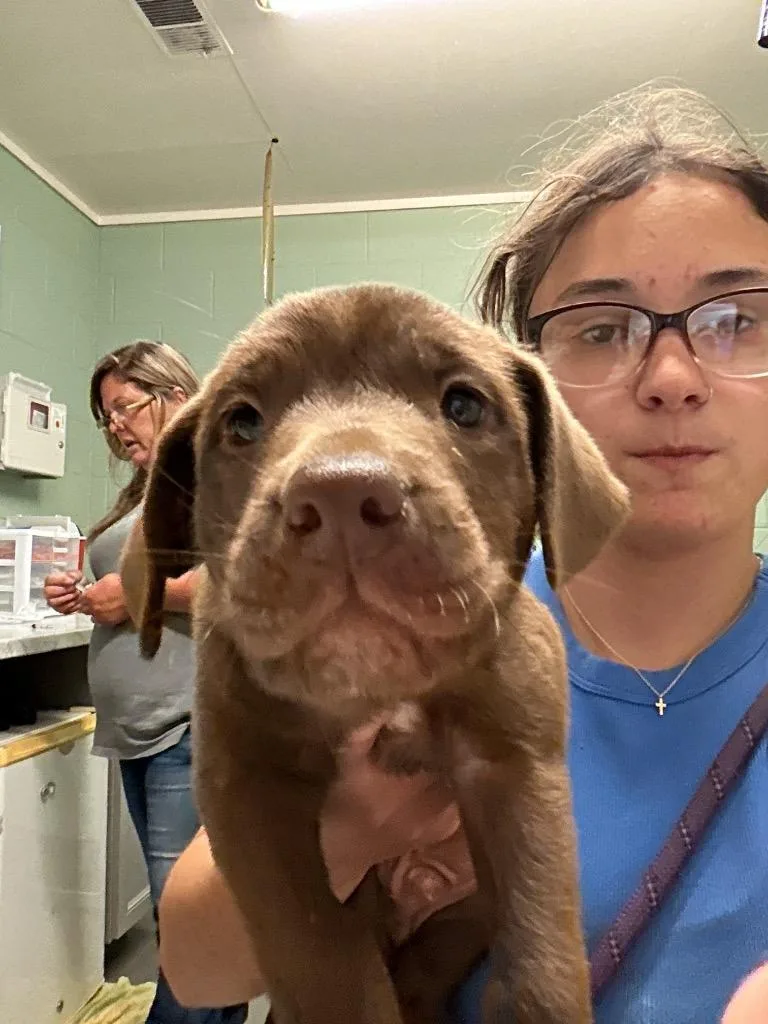A baby small-sized male Labrador Retriever dog named Otto for adoption in Dyersburg, TN