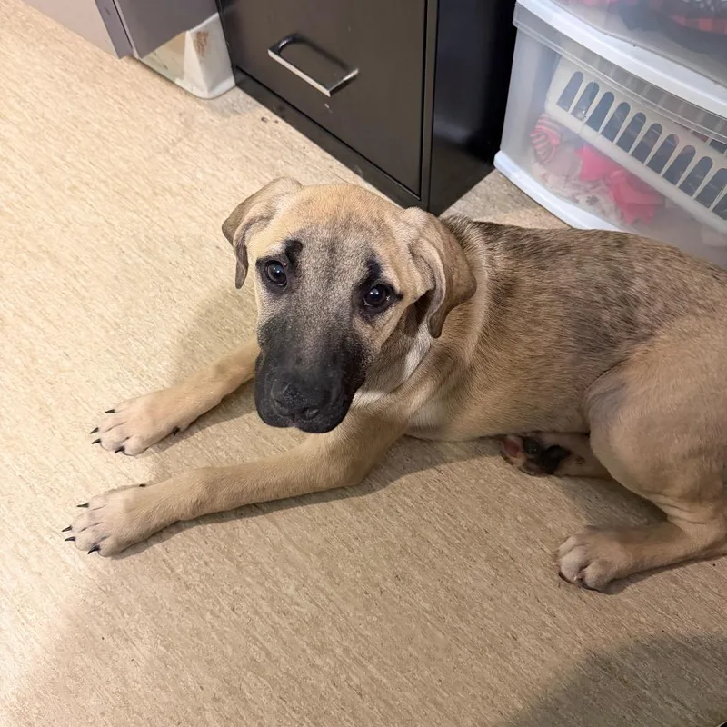 A baby medium-sized female Yellow / Tan / Blond / Fawn Mixed Breed dog named Viking Berry for adoption in Red House, WV