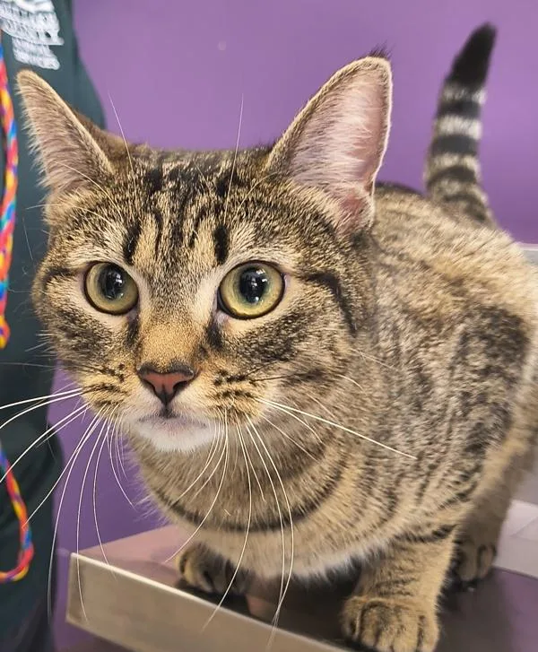 An adult medium-sized female Domestic Short Hair cat named Sherry for adoption in Salt Lake City, UT