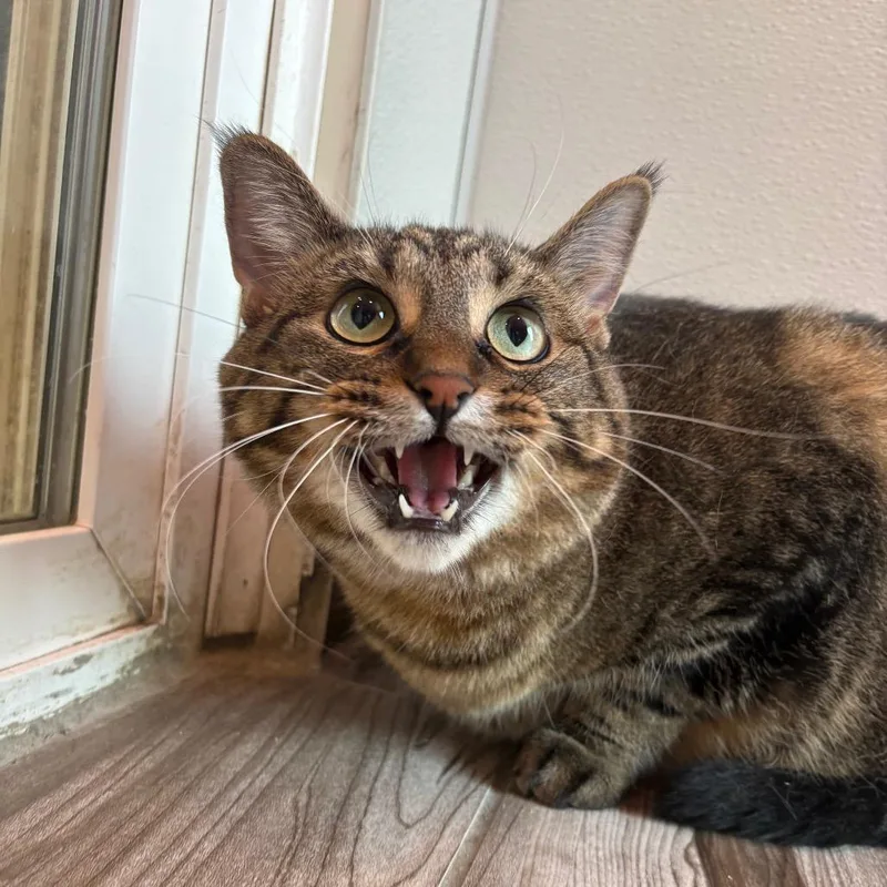 Bonnie