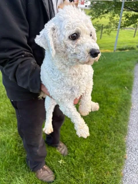 An adult small-sized female Bichon Frise dog named Jojo for adoption in Havertown, PA