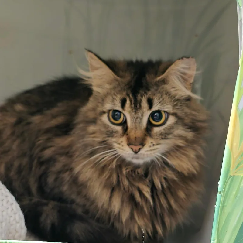 A young small-sized female Torbie Domestic Medium Hair cat named Sassy for adoption in Goshen, IN