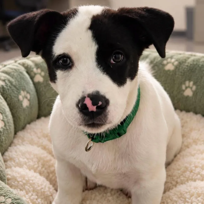 A baby small-sized male Terrier dog named Puck for adoption in Effingham, IL