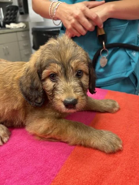 A baby medium-sized female Golden Retriever dog named Mia for adoption in Huntsville, AL