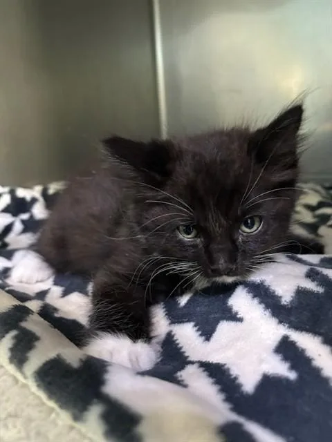 A baby medium-sized male Domestic Medium Hair cat named Socks for adoption in Baldwin Park, CA