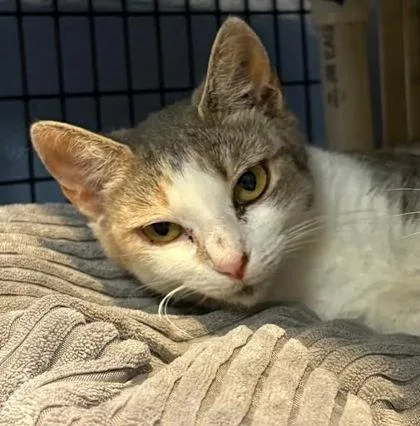 A baby medium-sized female Domestic Short Hair cat named Whitney for adoption in Washington, DC