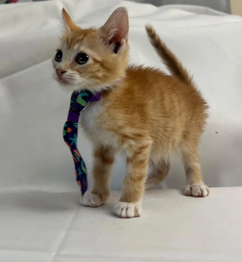 A baby medium-sized male Orange & White Domestic Short Hair cat named Aurelio for adoption in Margate, FL