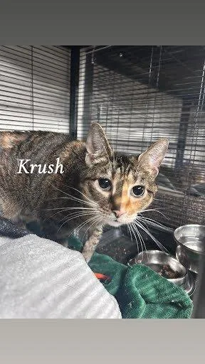 Krush