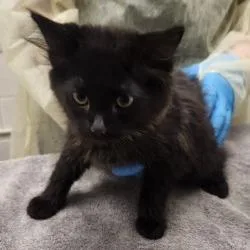A baby small-sized male Black Domestic Short Hair cat named Alex Katsopolis for adoption in Murray, UT