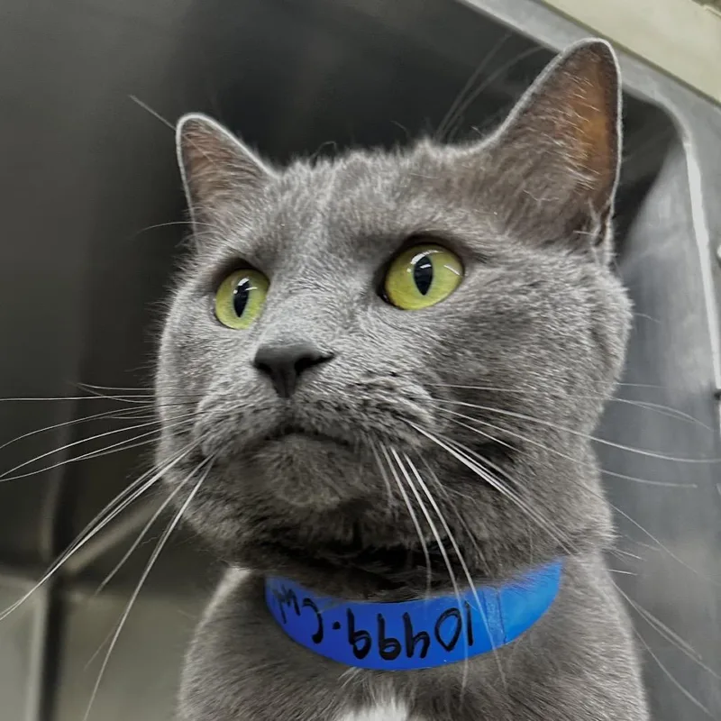 An adult large-sized male Black Domestic Short Hair cat named Cutie Pie for adoption in Chicago, IL