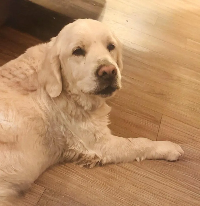 An adult large-sized male Golden Retriever dog named Duke for adoption in Denton, TX
