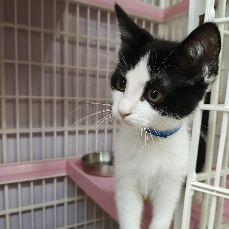A baby small-sized male Black Domestic Short Hair cat named Bryan for adoption in Madison, WI