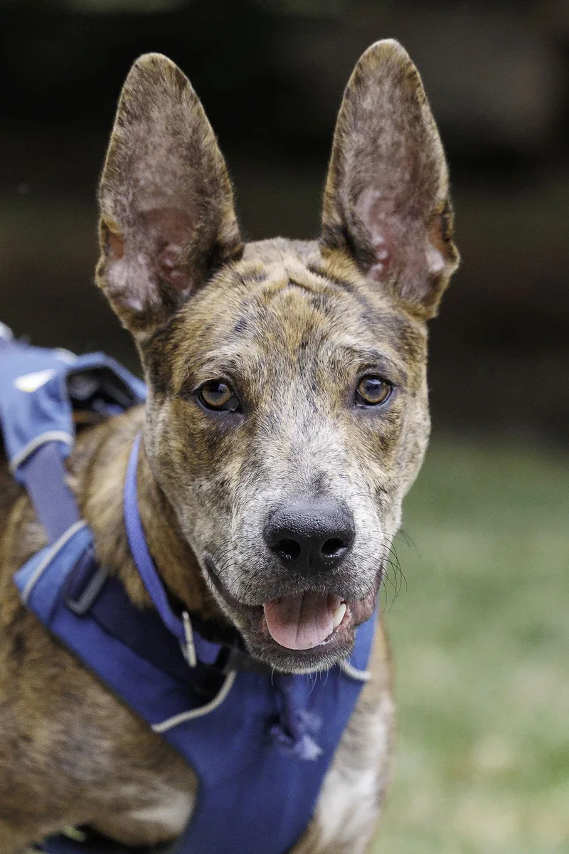 Saint Diamond Dog thumbnail 2