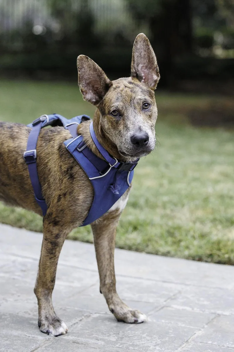 Saint Diamond Dog thumbnail 3