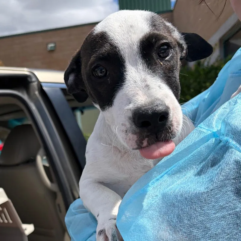 A baby small-sized female Black Border Collie dog named Skittles for adoption in Reno, NV