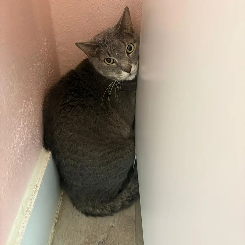 A senior medium-sized male Gray / Blue / Silver Domestic Short Hair cat named Lucky for adoption in Royse City, TX