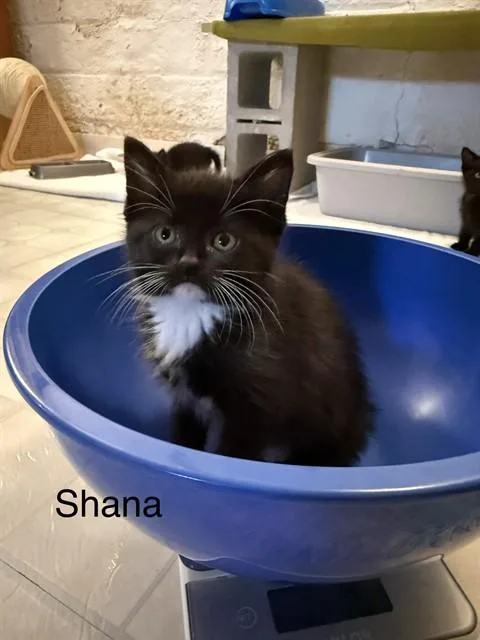Shana