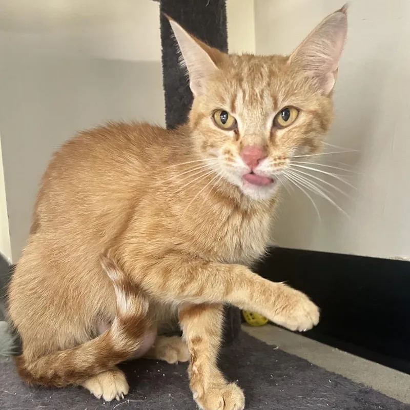 A young medium-sized female Orange / Red Domestic Short Hair cat named Creamsicle for adoption in La Grange, KY