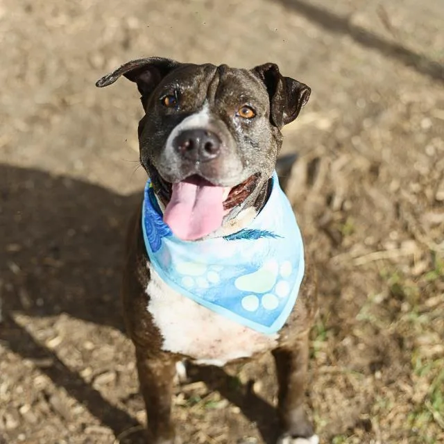 An adult medium-sized female American Staffordshire Terrier dog named Mercedes for adoption in San Antonio, TX