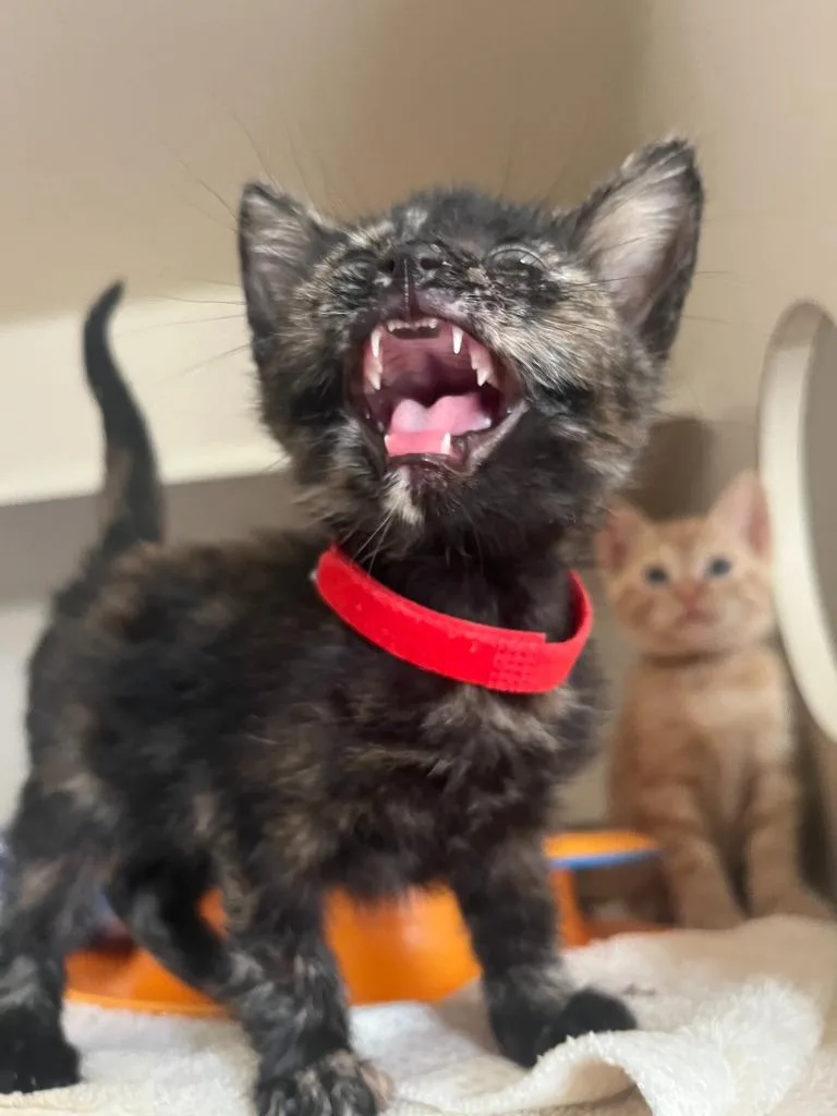 A young small-sized female Domestic Short Hair cat named Buckaroo for adoption in Los Angeles, CA