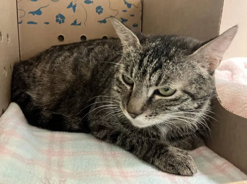 An adult medium-sized female Tabby (Buff / Tan / Fawn) Domestic Short Hair cat named Rhea  Felv+ for adoption in Eatontown, NJ