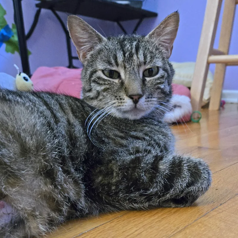 Rhea  Felv+ thumbnail 2