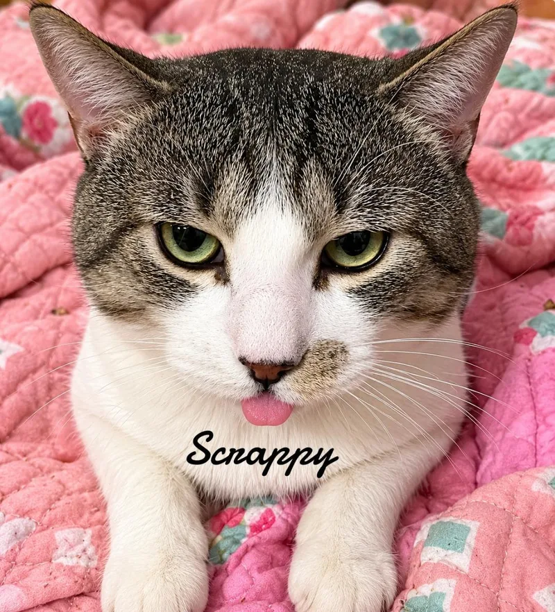 Scrappy thumbnail 2