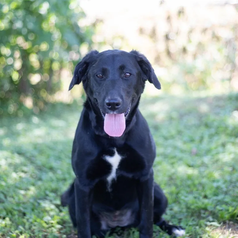 A young medium-sized female Black Labrador Retriever dog named Dot for adoption in Brownsboro, AL